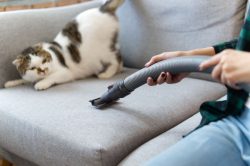 Gli aspirapolvere migliori per i peli di animali
