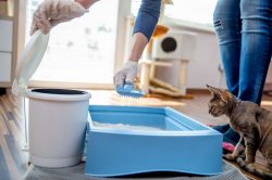 Come scegliere la giusta lettiera per il gatto