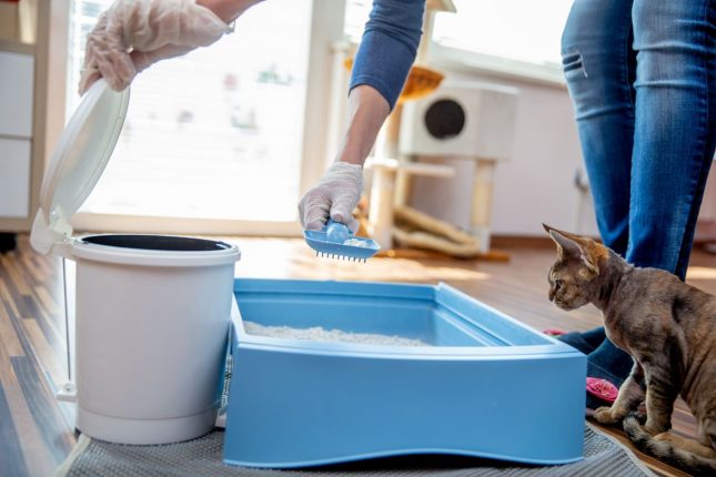 Come scegliere la giusta lettiera per il gatto