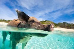 Spiaggia dove vedere i maialini dove si trova