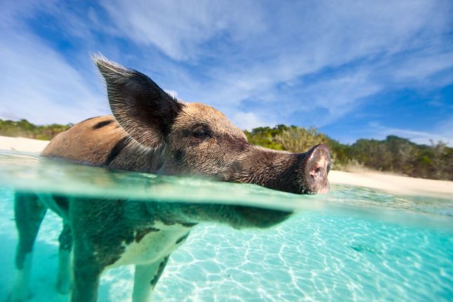 Spiaggia dove vedere i maialini dove si trova