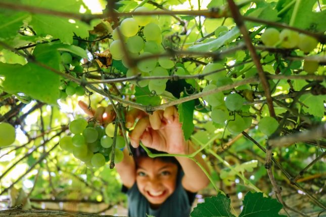 Vendemmia quando si raccoglie l’uva