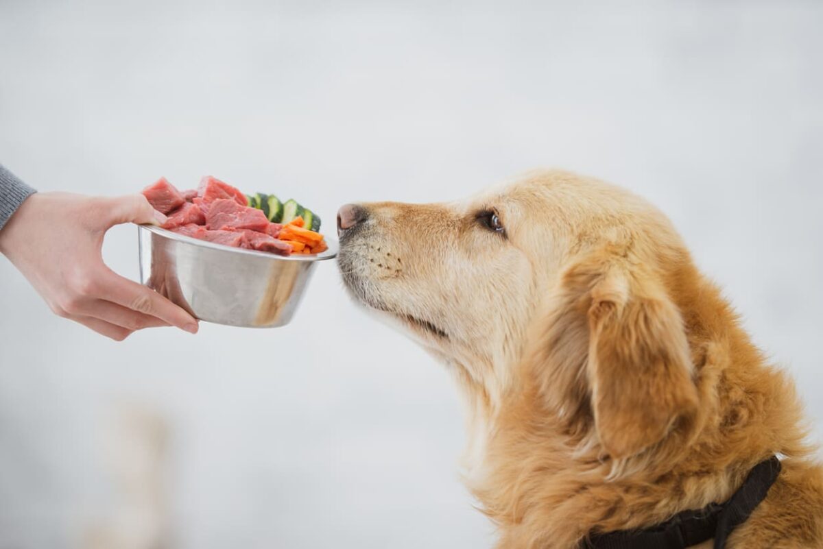 cibi per cani cosa possono mangiare
