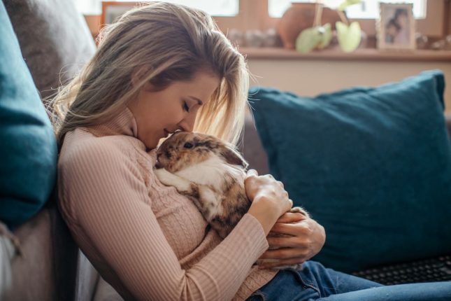 Animali da compagnia poco impegnativi