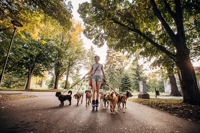 dog sitter