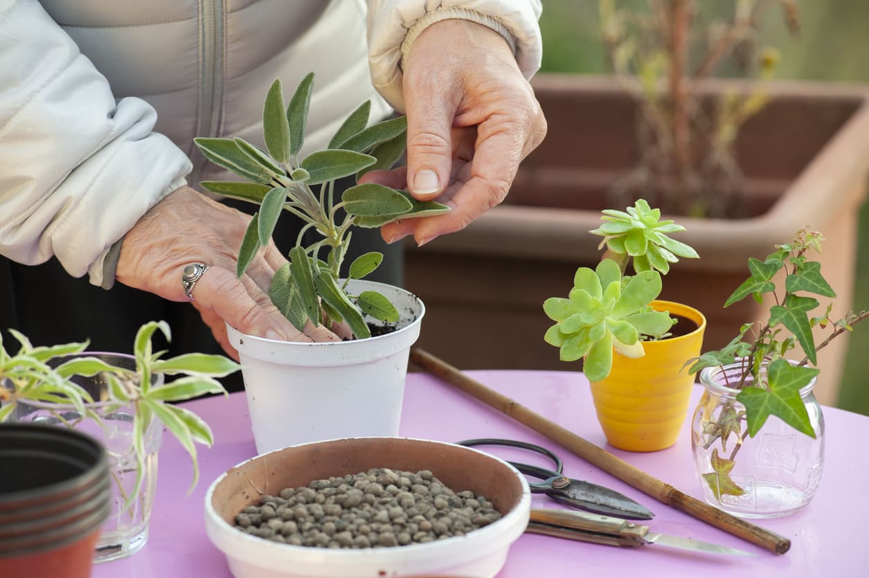 Come coltivare la salvia in vaso e come conservarla