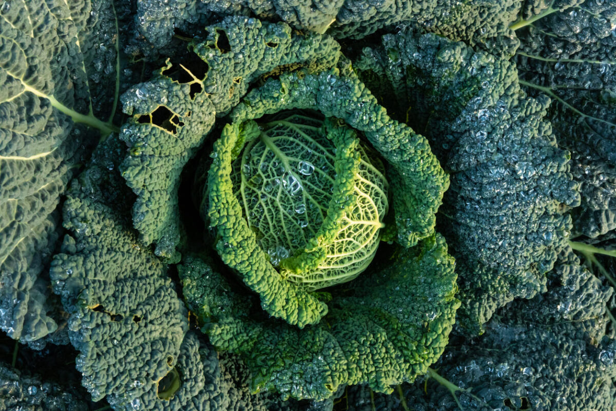 verza caponet piemontesi