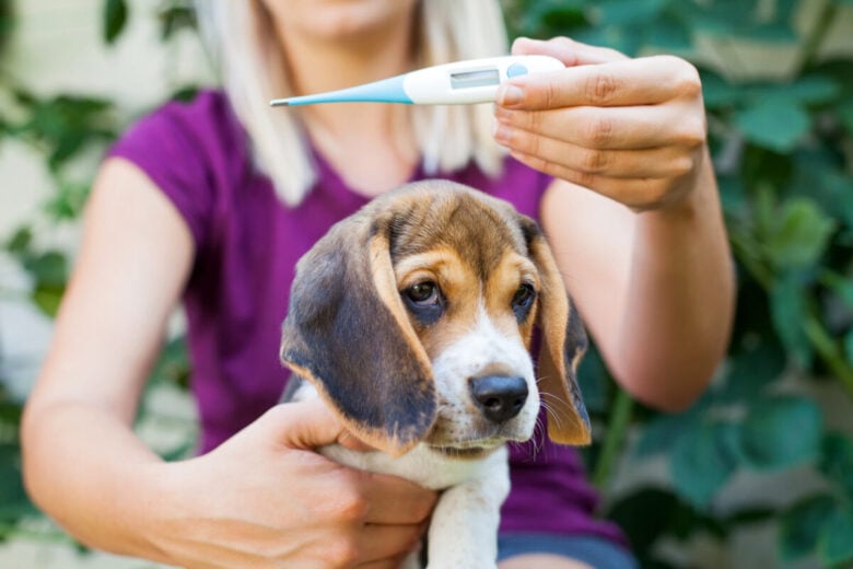 Come capire se il cane ha la febbre