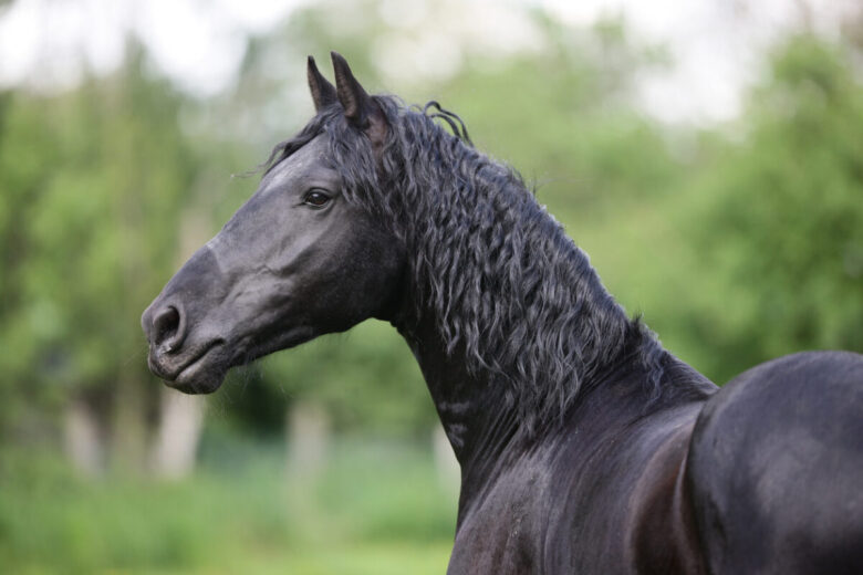 Cavallo più bello del mondo