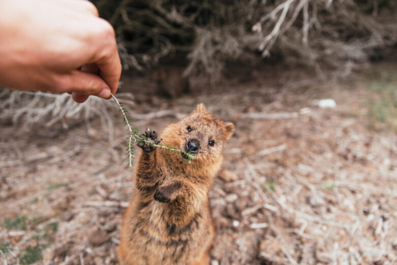 Come adottare un quokka