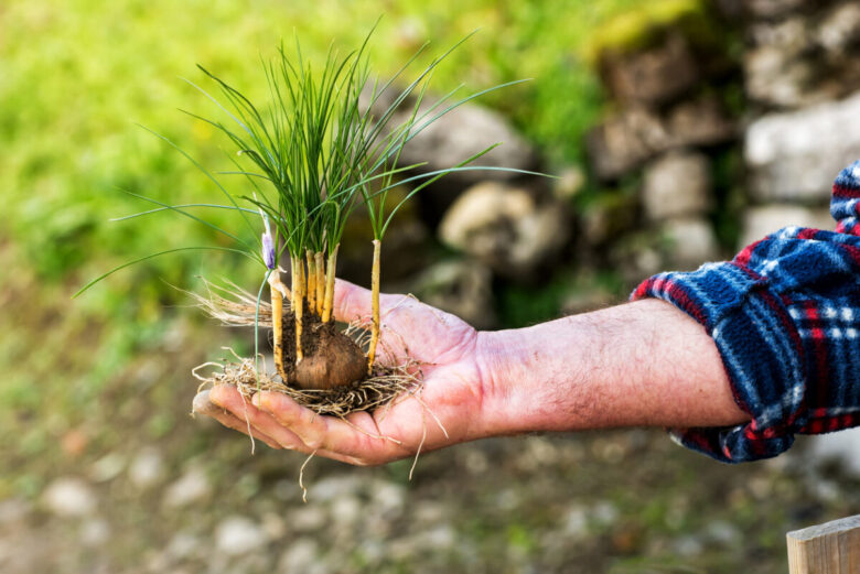 Come coltivare e conservare i bulbi di zafferano