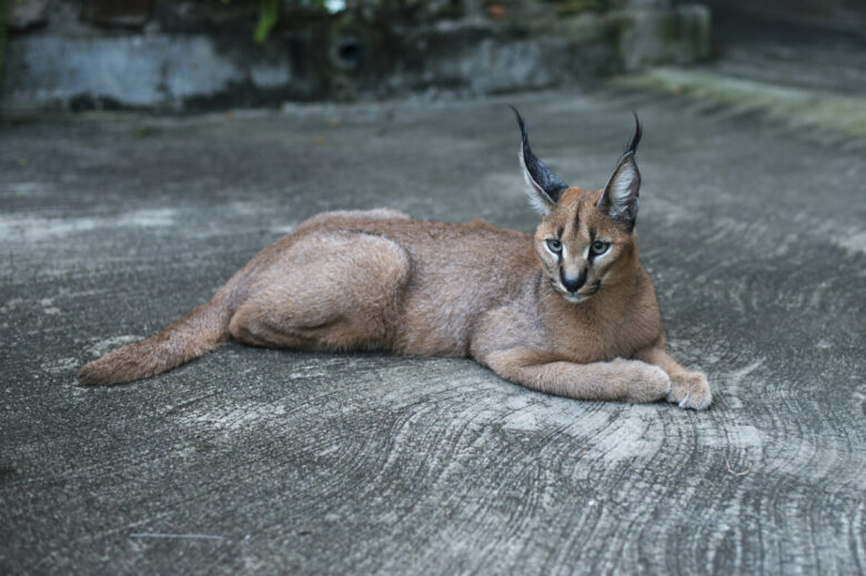 Gatto Caracal