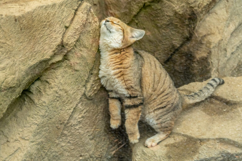 Gatto delle sabbie