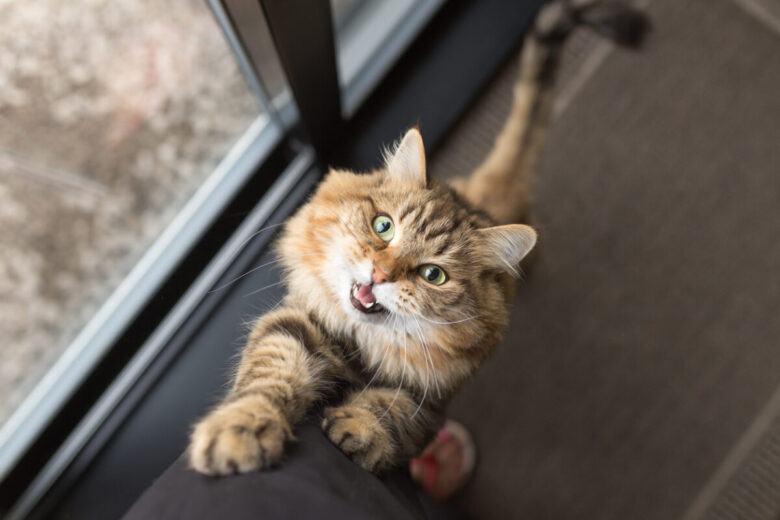 Gatto siberiano