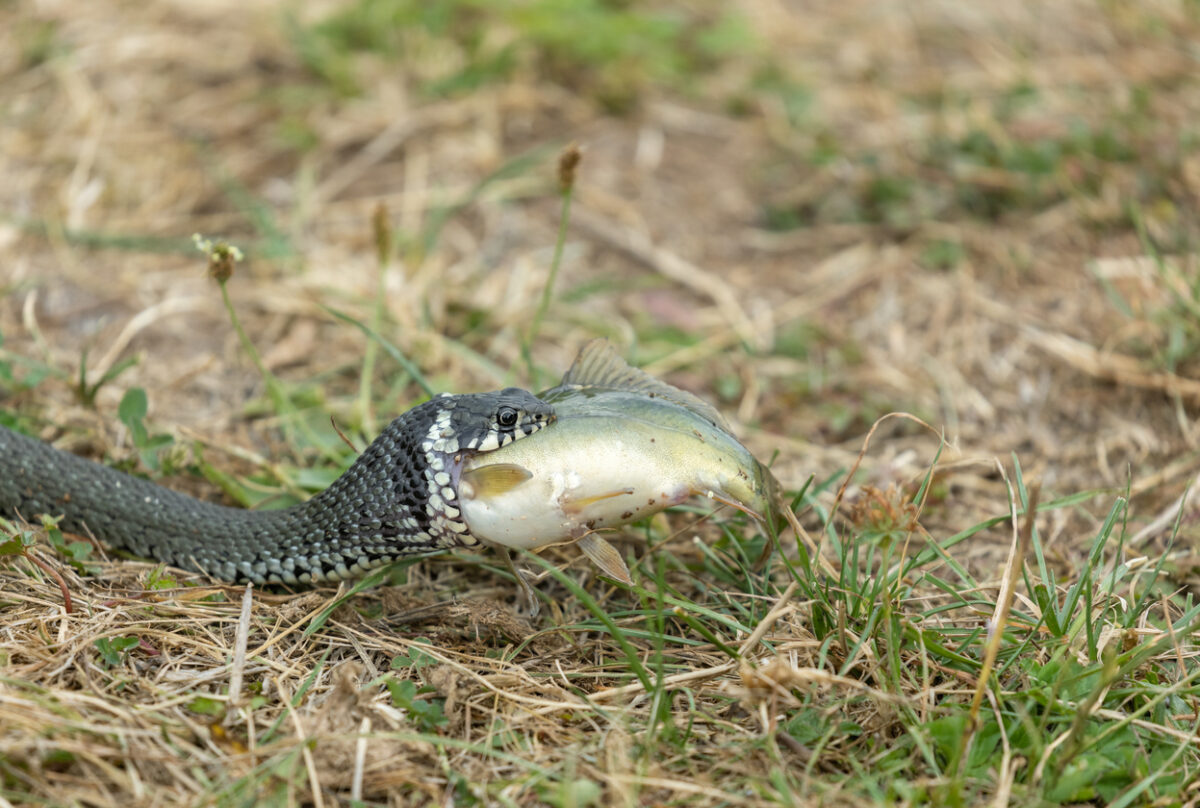 serpente natrice dal collare