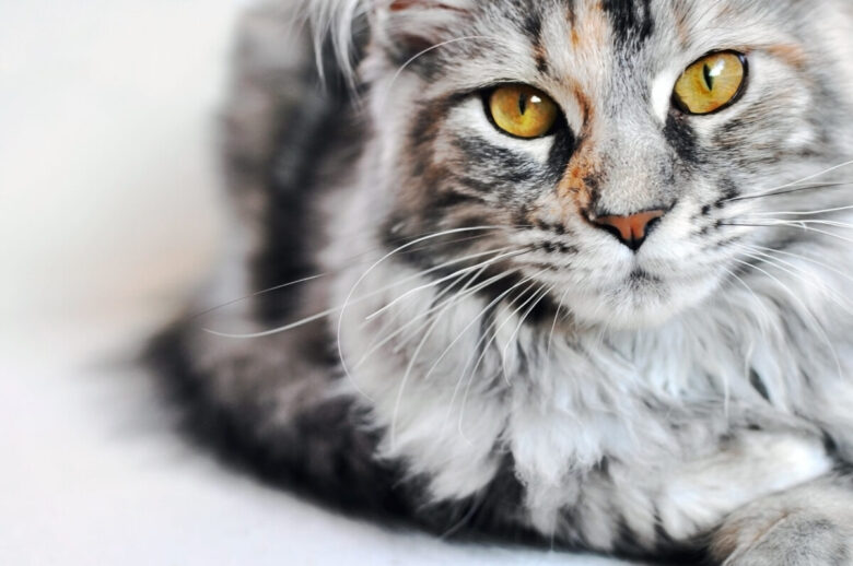 Maine Coon: dimensioni e carattere del gatto gigante