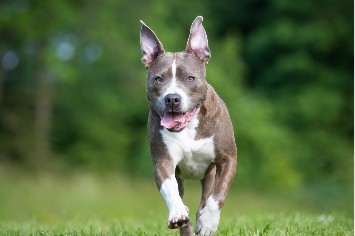 Amstaff: carattere, peso e differenze con il pitbull
