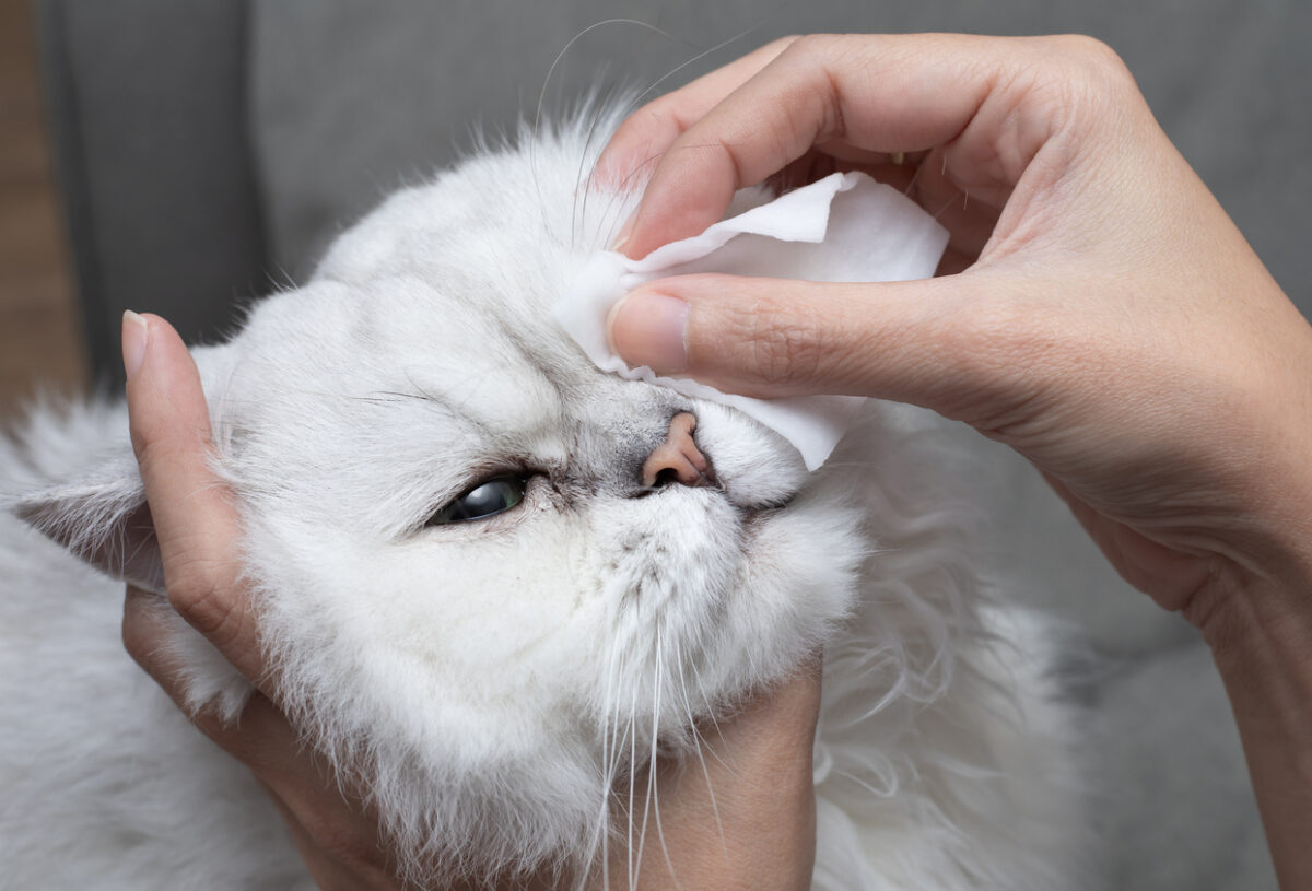 Congiuntivite nei cani e nei gatti: come riconoscerla