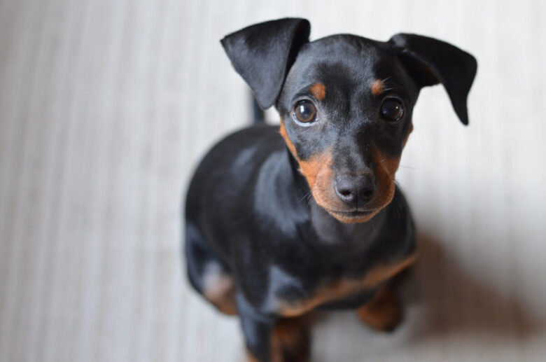 Pinscher: prezzo del cane e incroci con chihuahua e volpino