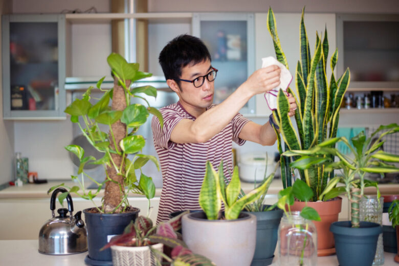Sansevieria, proprietà e come averne cura