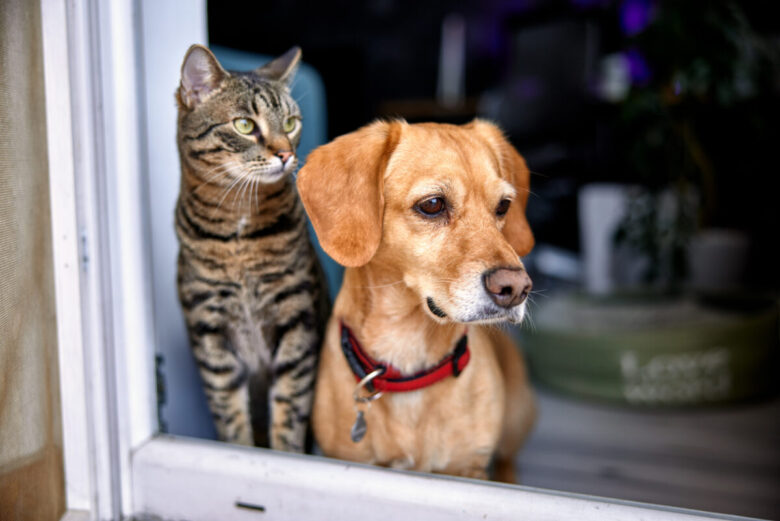 Un gatto e un cane che guardano insieme fuori dalla finestra