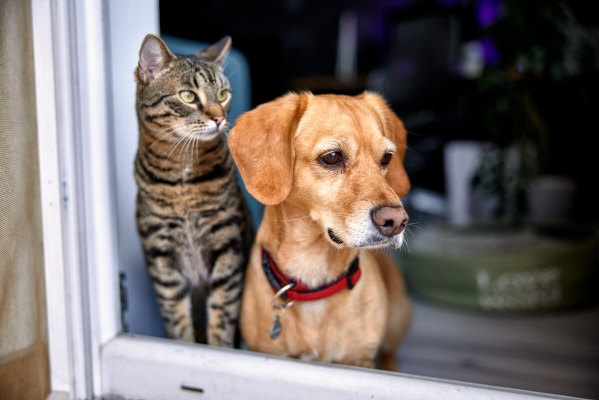 Un gatto e un cane che guardano insieme fuori dalla finestra