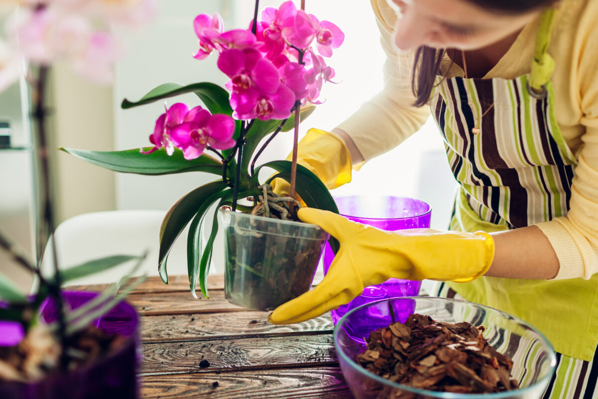 Concime naturale per orchidee: quali sono i migliori