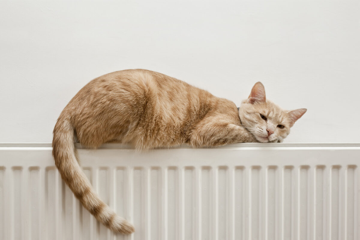 Coda del gatto rotta: come riconoscerla e curarla