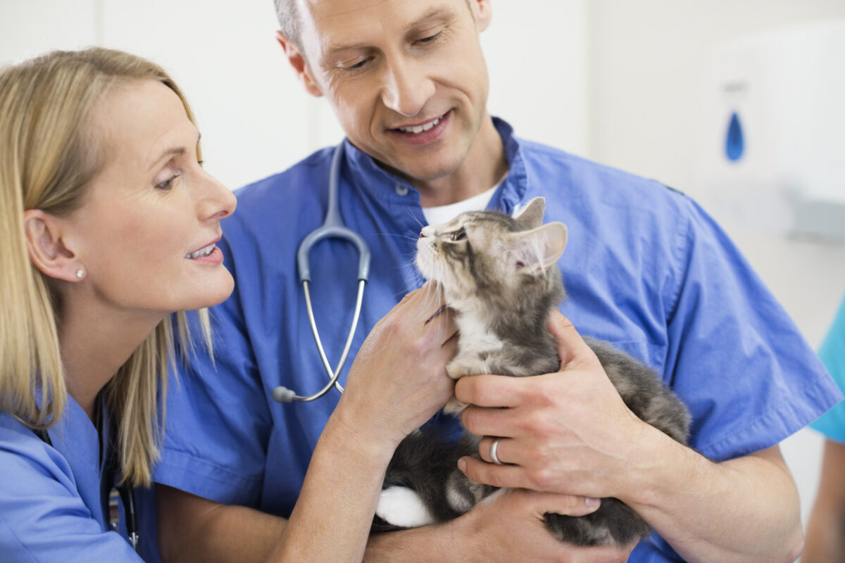Coda del gatto rotta: come riconoscerla e curarla