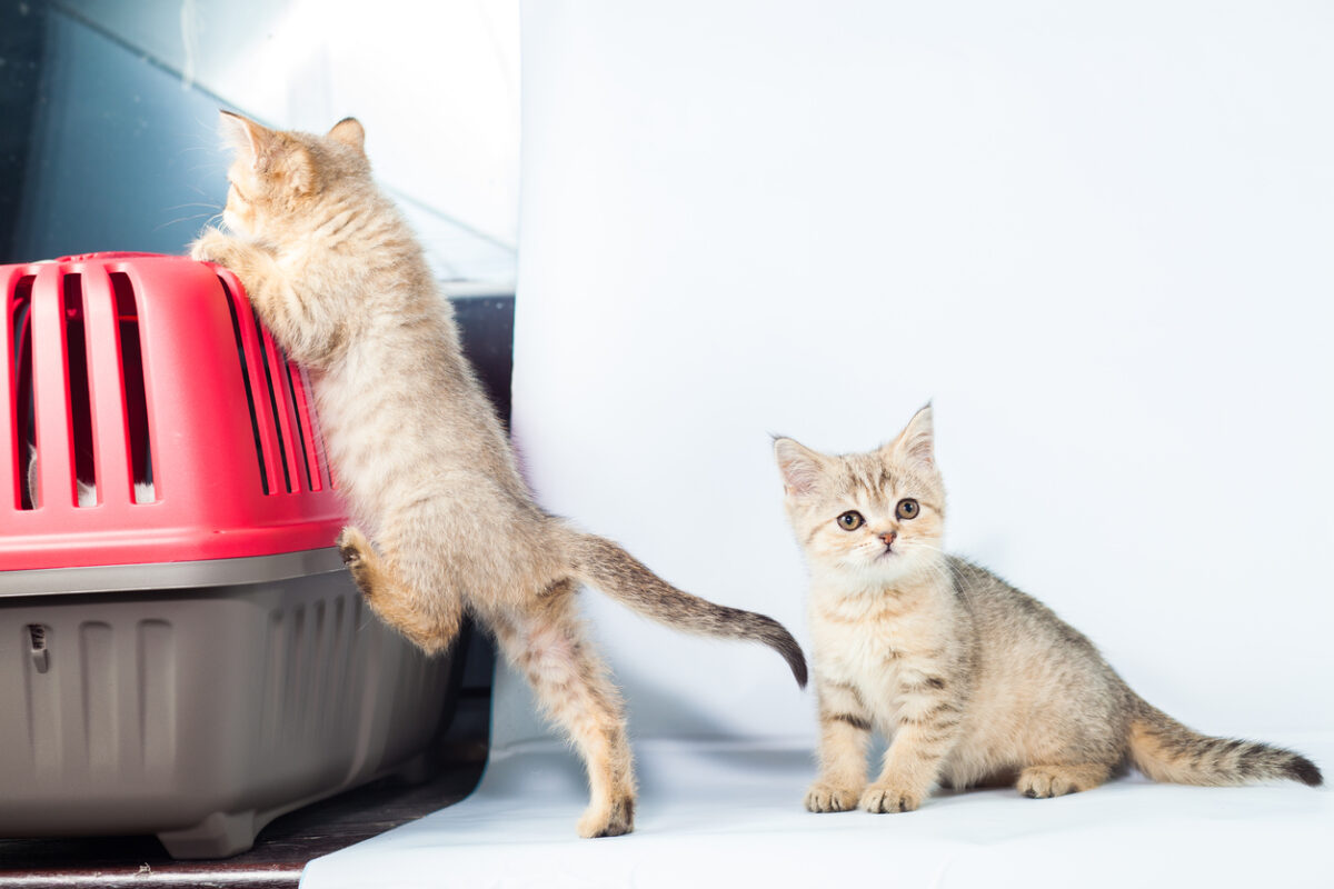 Coda del gatto rotta: come riconoscerla e curarla