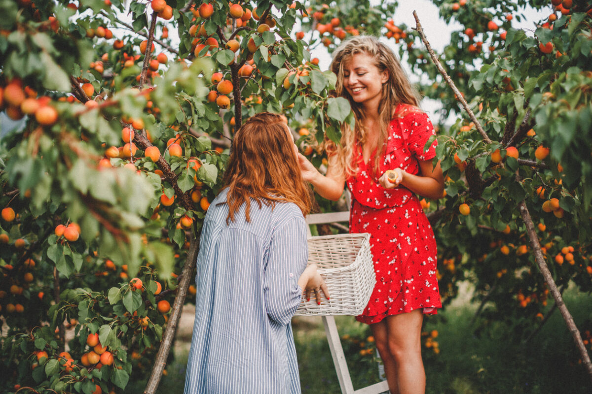 Due ragazze stanno raccogliendo le albicocche dagli alberi
