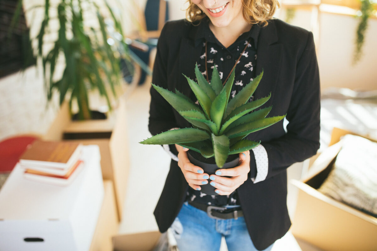 Aloe vera in casa, come curarla