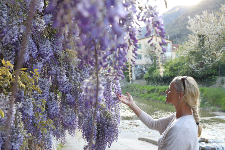 Come coltivare e curare il glicine
