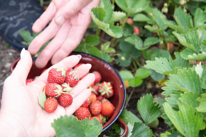 Come coltivare le fragole a casa