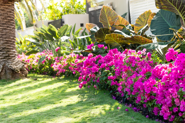 Fiori che recintano il giardino