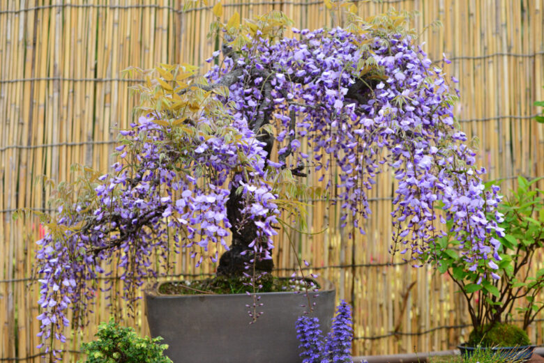 Bonsai glicine in giardino