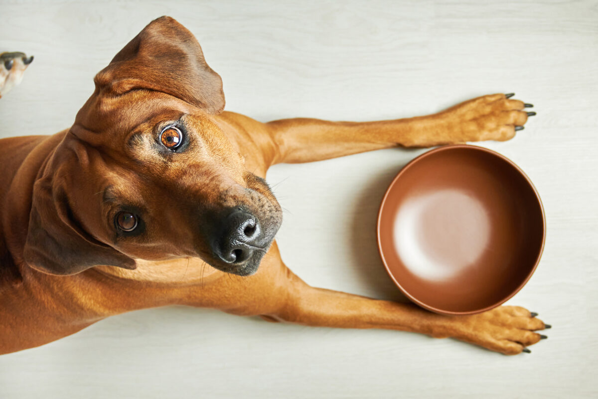 Cani e dieta estiva: tutto quello che c'è da sapere