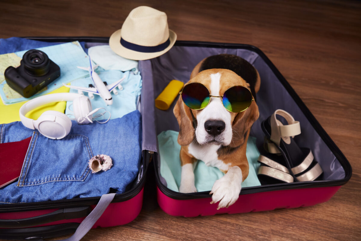 Cani e gatti in viaggio: consigli utili per il trasporto in aereo