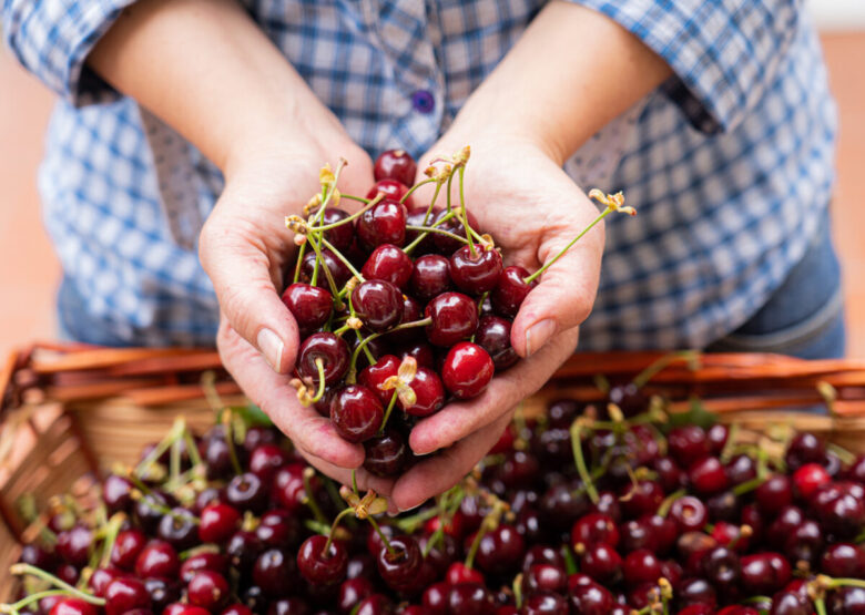 Donna con cesto di ciliegie e mani piene del frutto