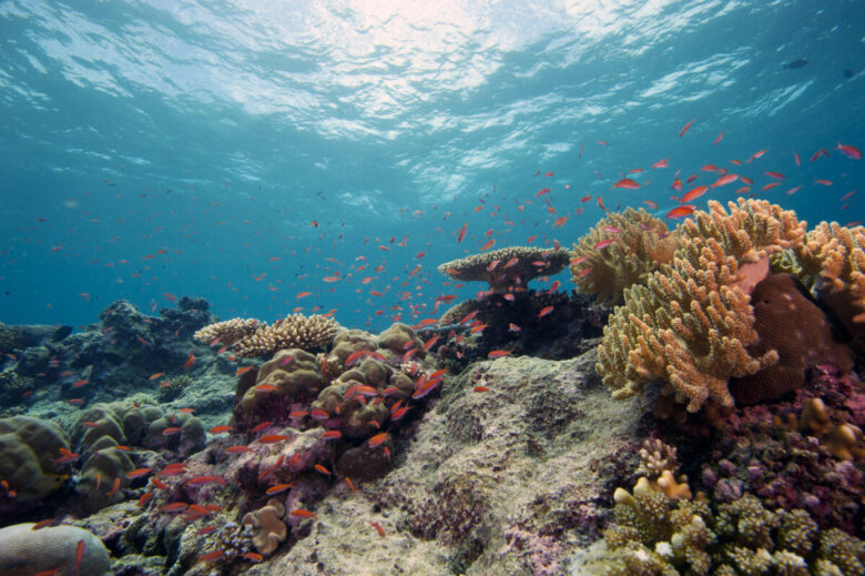 Barriera corallina
