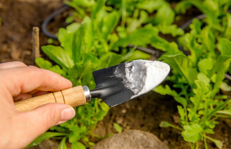 mano di persona che sta facendo giardinaggio e sta usando il bicarbonato in giardino