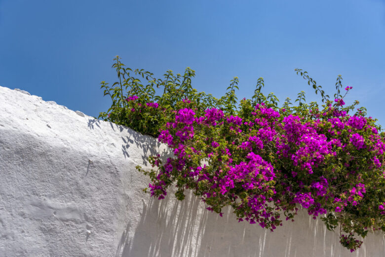 buganville in fiore su un balcone