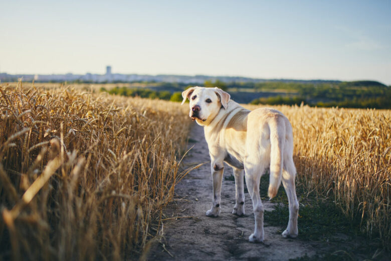 un cane in un campo di grano