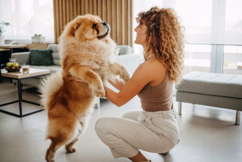 ragazza in casa gioca con il suo cane di razza Chow Chow