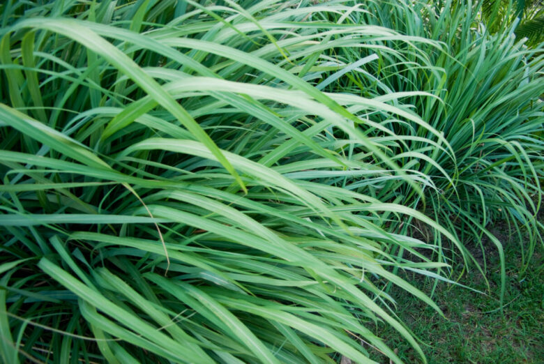 Come coltivare la pianta di citronella