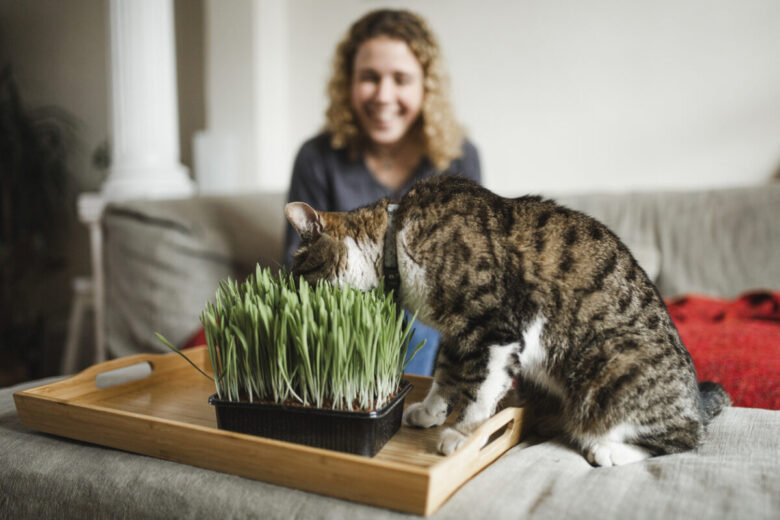 ragazza in casa guarda il gatto che annusa l'erba gatta