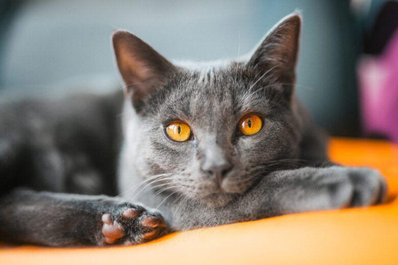 Gatto certosino, caratteristiche della razza