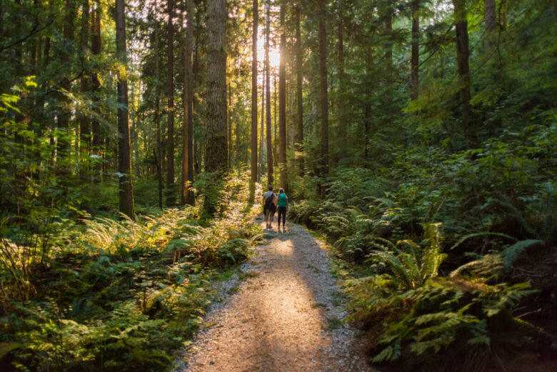 persone che fanno trekking in una foresta