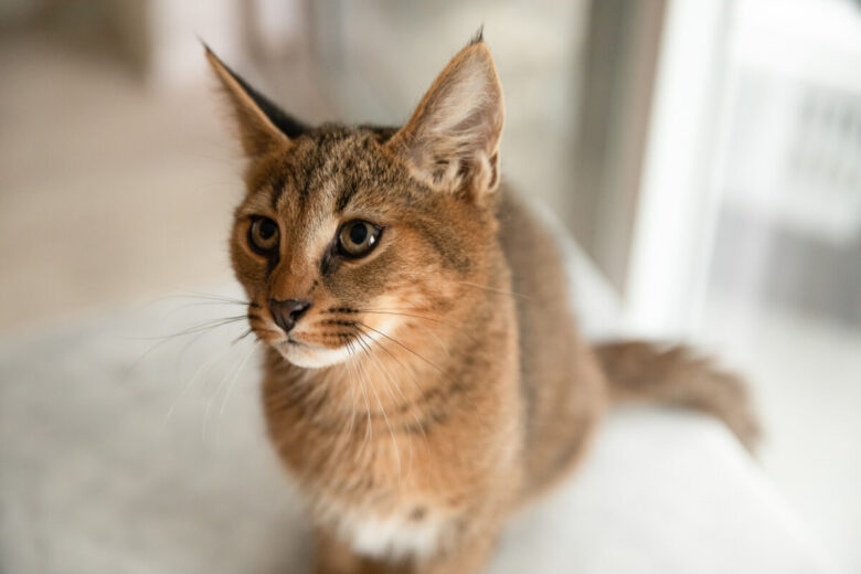 bellissimo esemplare di gatto caracat in casa