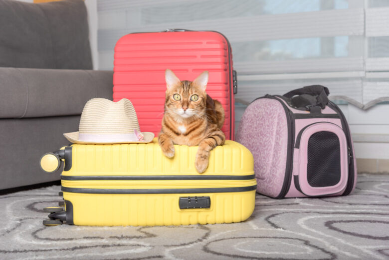 Viaggiare con un gatto: consigli su come fare